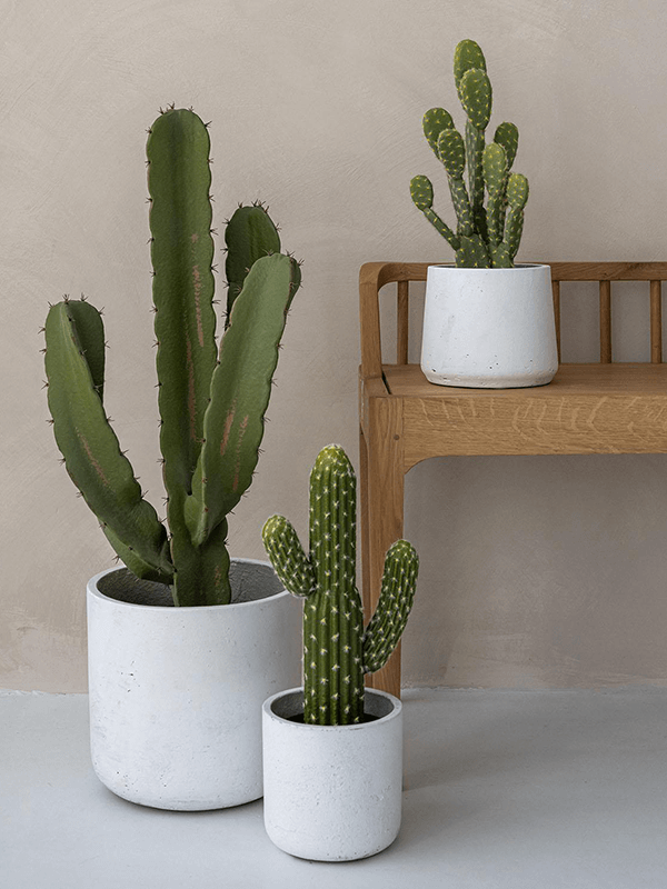 Tre vita cylindriska krukor med olika storlekar innehållande grönblommande kaktusar uppställda på en vit bänk