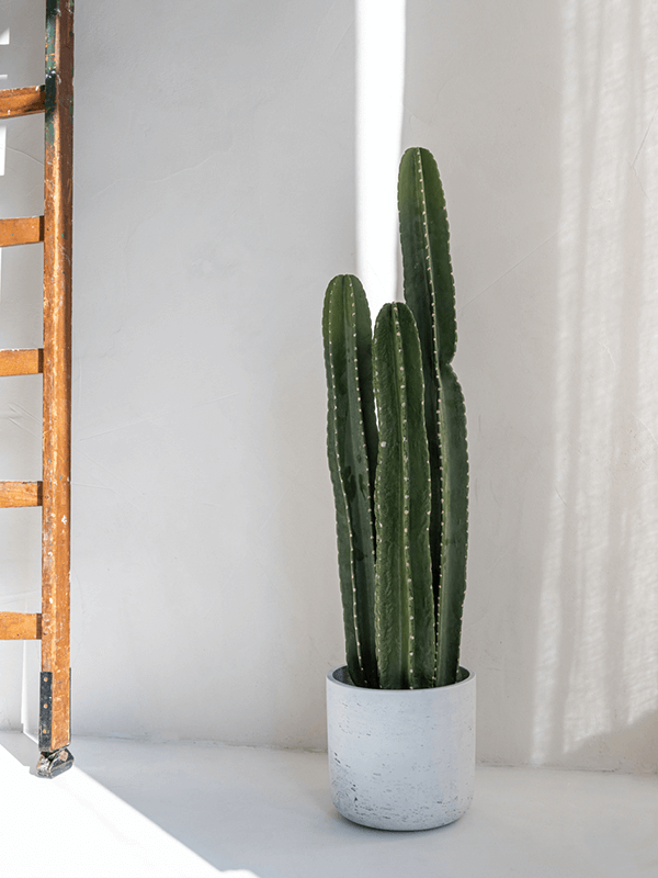 Högt kaktus i vit cylindrisk kruka mot neutral bakgrund