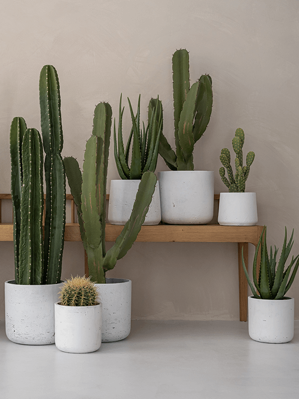 Flera vita cylindriska krukor med kaktusar och suckulenter på trähylla mot ljus vägg