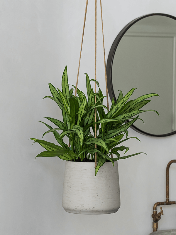 Vit hängkruka med grön växt, upphängd mot ljus vägg med spegel