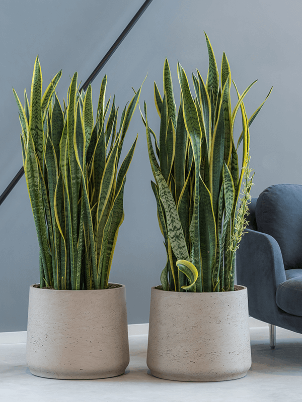 Två betongrukor med Sansevieria-växter i studiomiljö med stol
