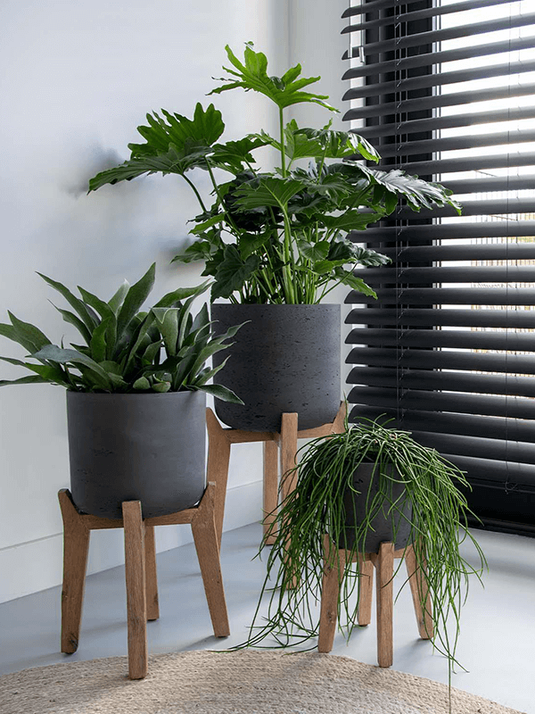 Tre svarta cylindriska krukor på träben med gröna växter, uppställda på golv mot vägg med persienner