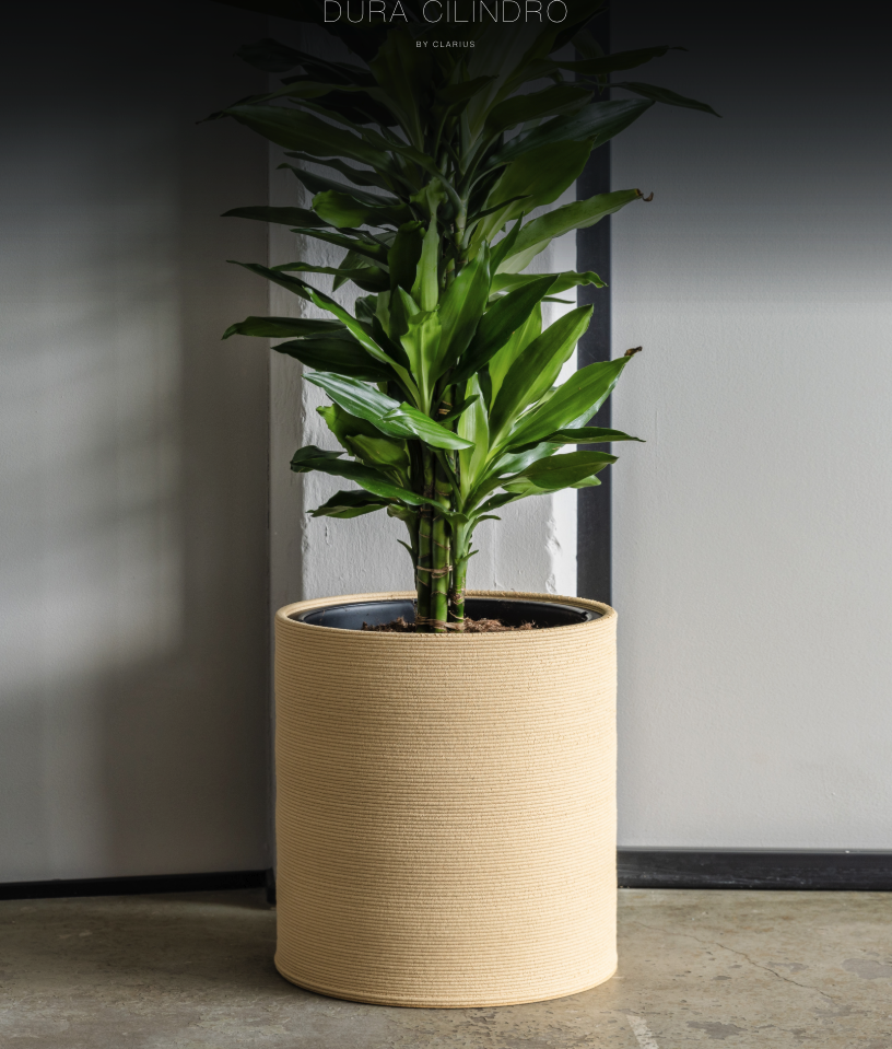 Cylindrisk naturkruka med Dracaena marginata, placerad på ljust golv mot vit vägg