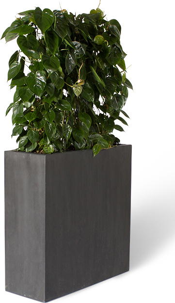 Grå rektangulär växtbehållare med klättrande grön växt mot vit bakgrund med skugga