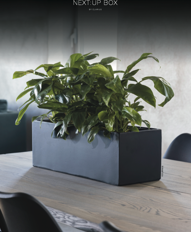 Svart rektangulär planteringskruka NEXT:UP BOX 1 på träbord i kontorsmiljö med växt
