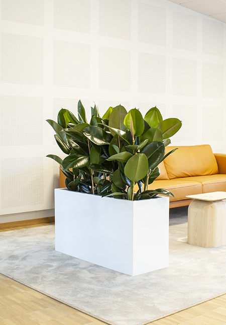 Vit rektangulär kruka med växt på ljust golv, vit vägg och möbler i bakgrunden