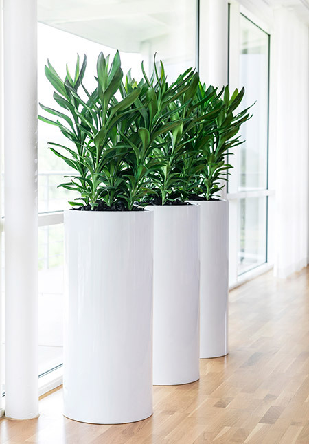 Vita cylindriska höga krukor med hjul placerade på trägolv vid fönster, innehåller grön växt