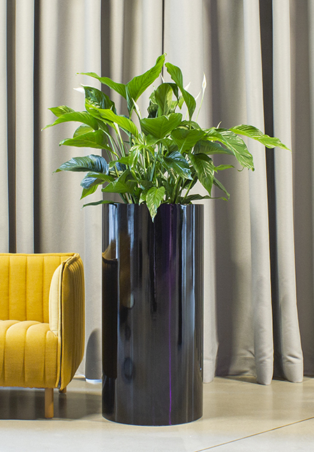 Svart cylindrisk kruka på bänk med grön växt, gult möbel och gardiner i bakgrund