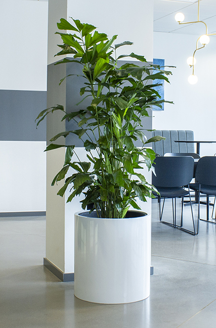 Vit cylindrisk kruka med stor grönväxt i modernt kontor med golv, vägg och möbler