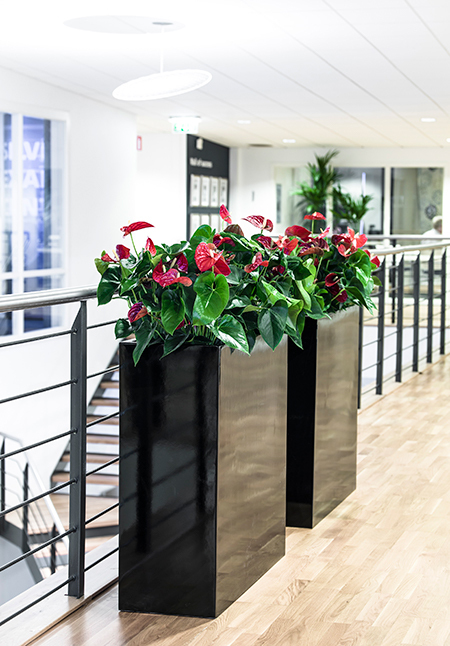 Tre svarta rektangulära planterings kruckor i rad på ljust golv i modernt kontor med blomster och växter