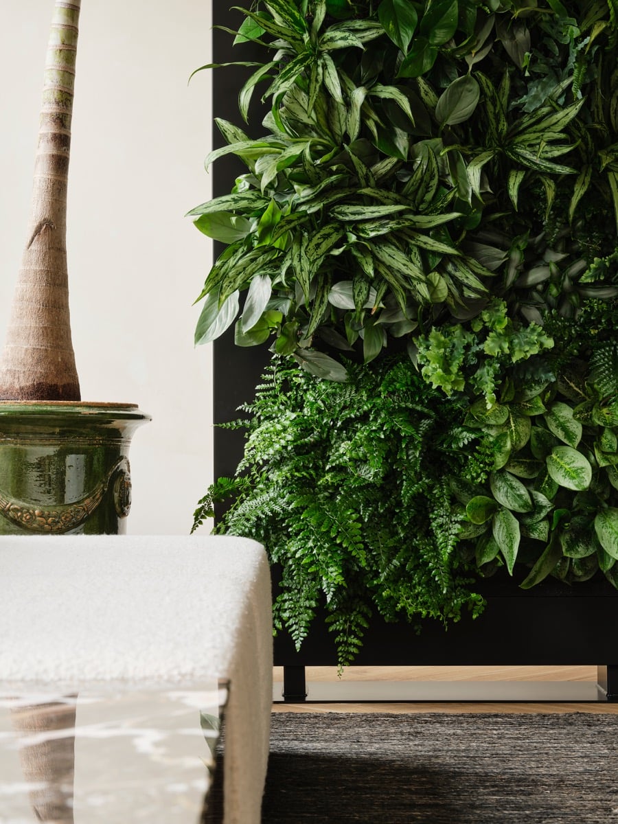 Växtvägg med grön växtvägg monterad på vägg, vit vägg och möbler i bakgrund