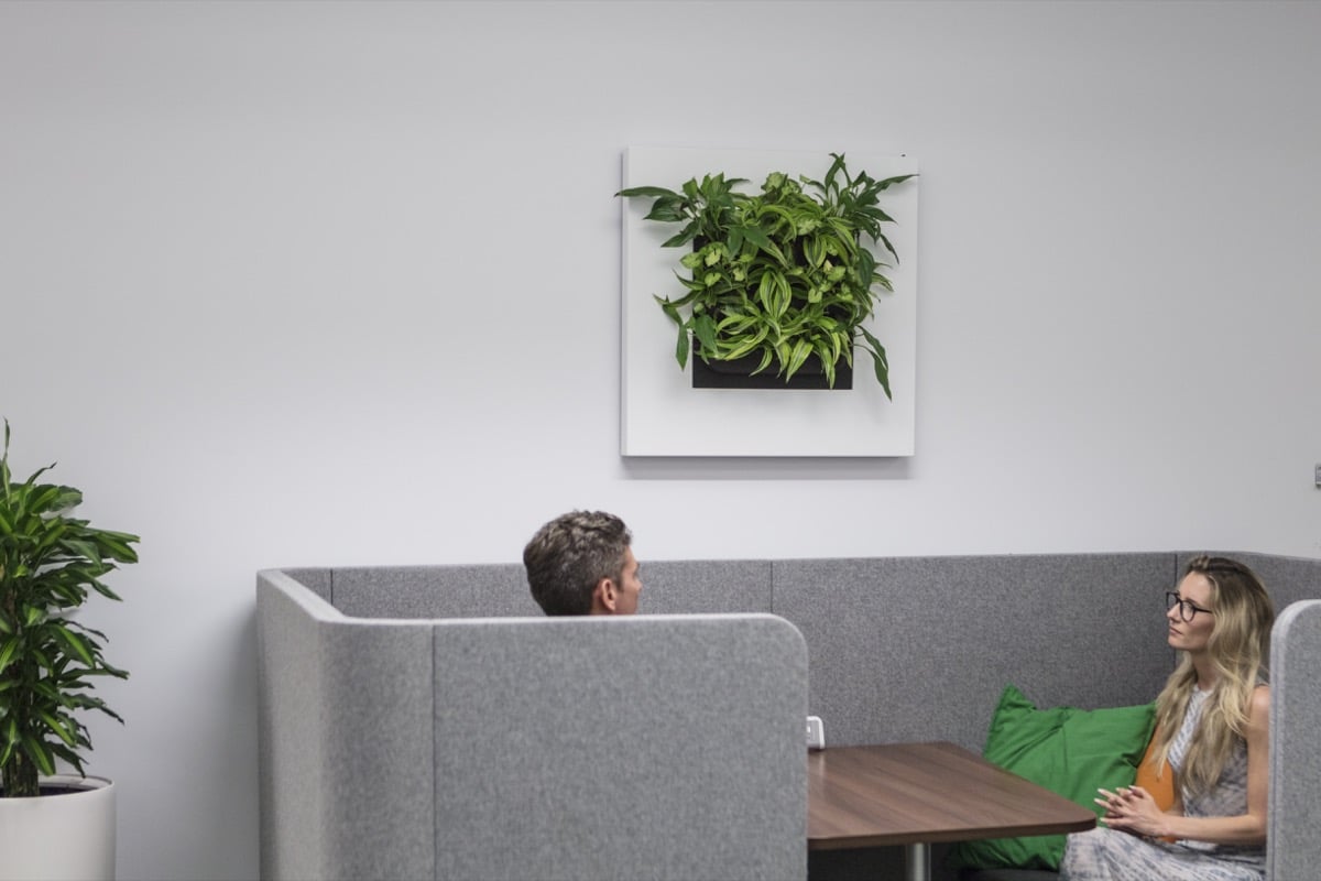 Växttavla monterad på vägg i möblerad inredning med sofa och person sittande