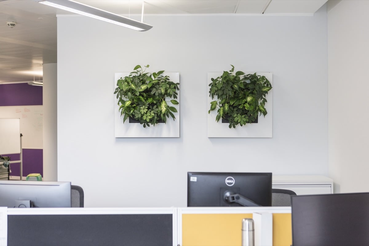 Två vita växttavlor med gröna växter monterade på vägg på kontor/arbetsplats