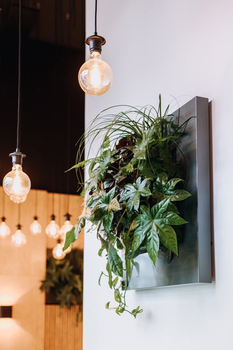 Växttavla Live Picture 1 Svart monterad på vägg med hängande glödlampor och andra växter runt omkring
