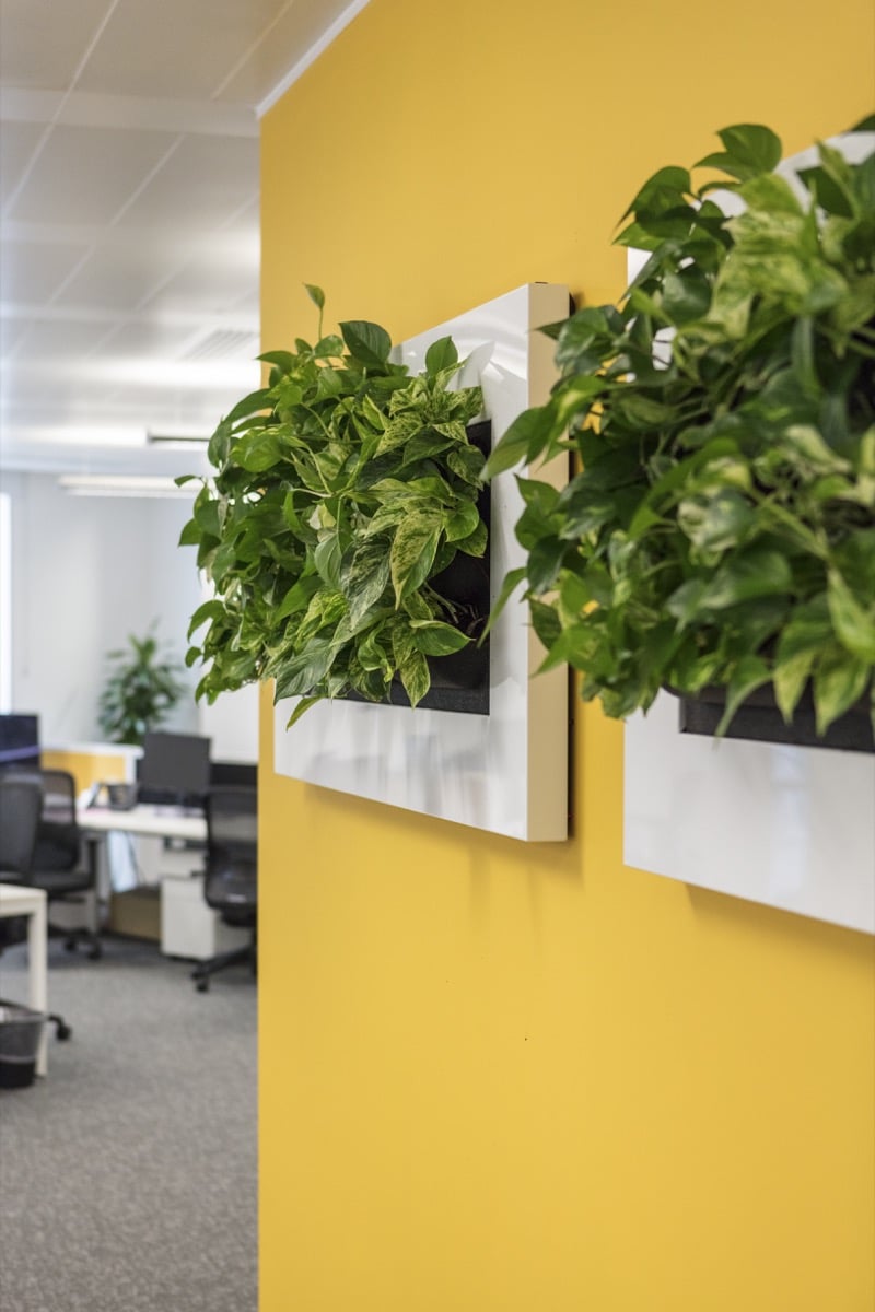 Växttavla Live Picture 2 Vit monterad på gul vägg i kontorsmiljö med växter