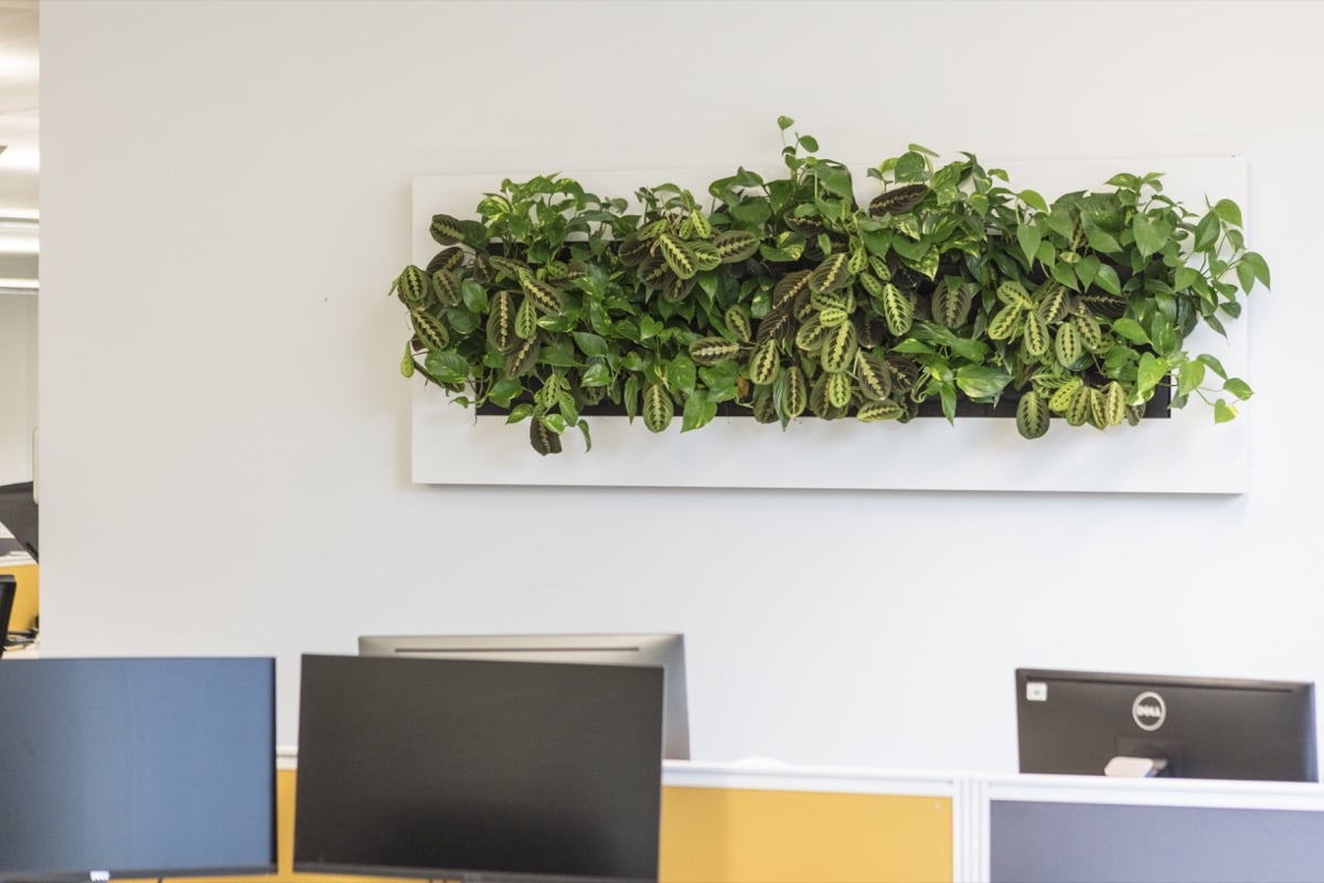 Växttavla Live Picture 4 monterad på vägg i kontorsmiljö med möbler och gula element synliga