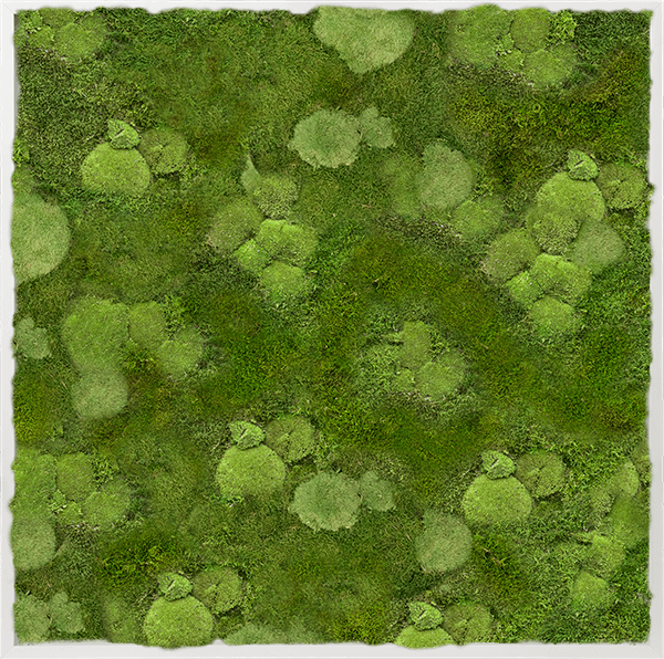 Närbild av mospanels struktur - visar mix av kulös och platt moss i grönvariationer