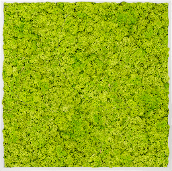 Närbild av renat renljusmossa i vårgrön färg - texturyta och materialstruktur