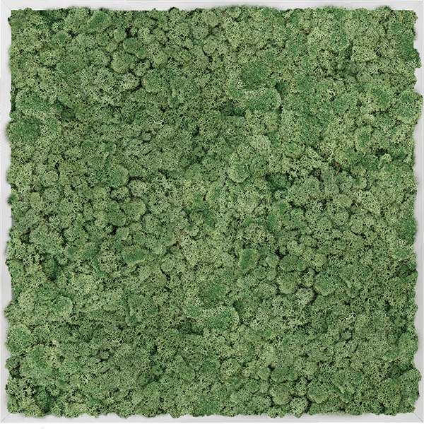 Moss Painting Aluminum kvadratisk mossvägg, 100% renat renöverst moss i mossgrön färg