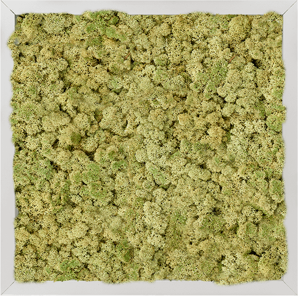 Moss Painting Aluminum kvadratisk väggpanel med 100% renmossa (gammelgrön)