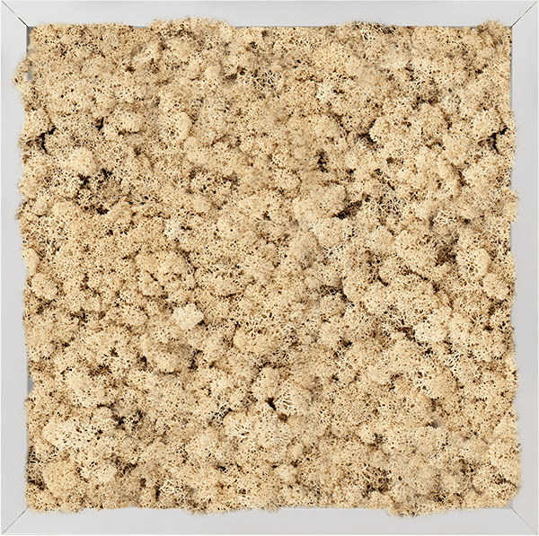 Närbild av Reindeer moss i naturlig beige färg med strukturerad mosaytestruktur