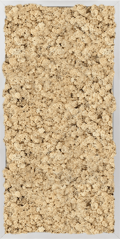 Närbild av mossmalning med renkalvmossa (naturlig). Visar materialsträkturen i detalj.