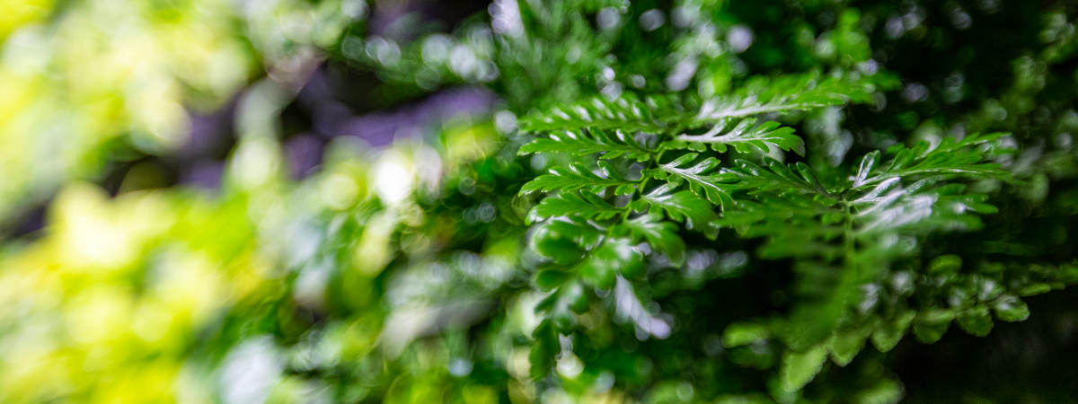 Bakgrund p&aring; ormbunke - wedogreen.se
